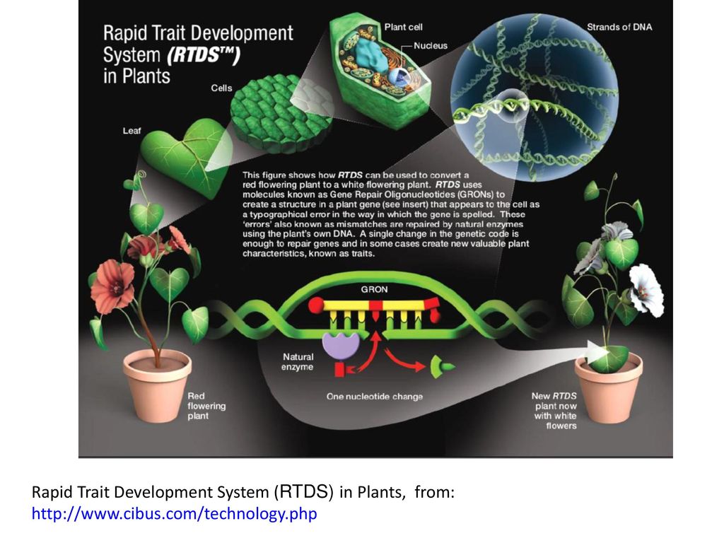 A plant geneticist is investing the inheritance of genes forex trading strategies using fibonacci